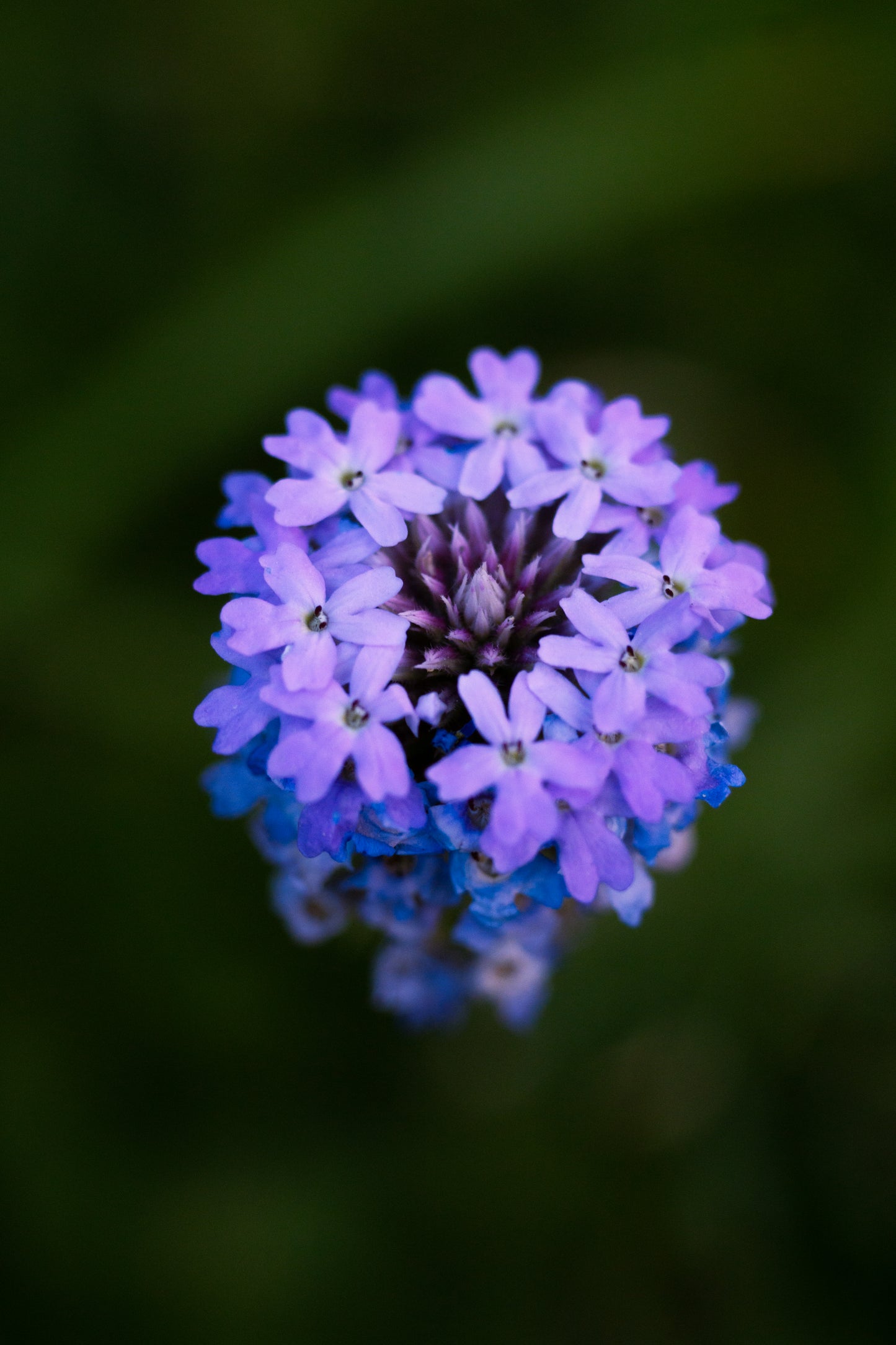 HONGOS Y FLORES