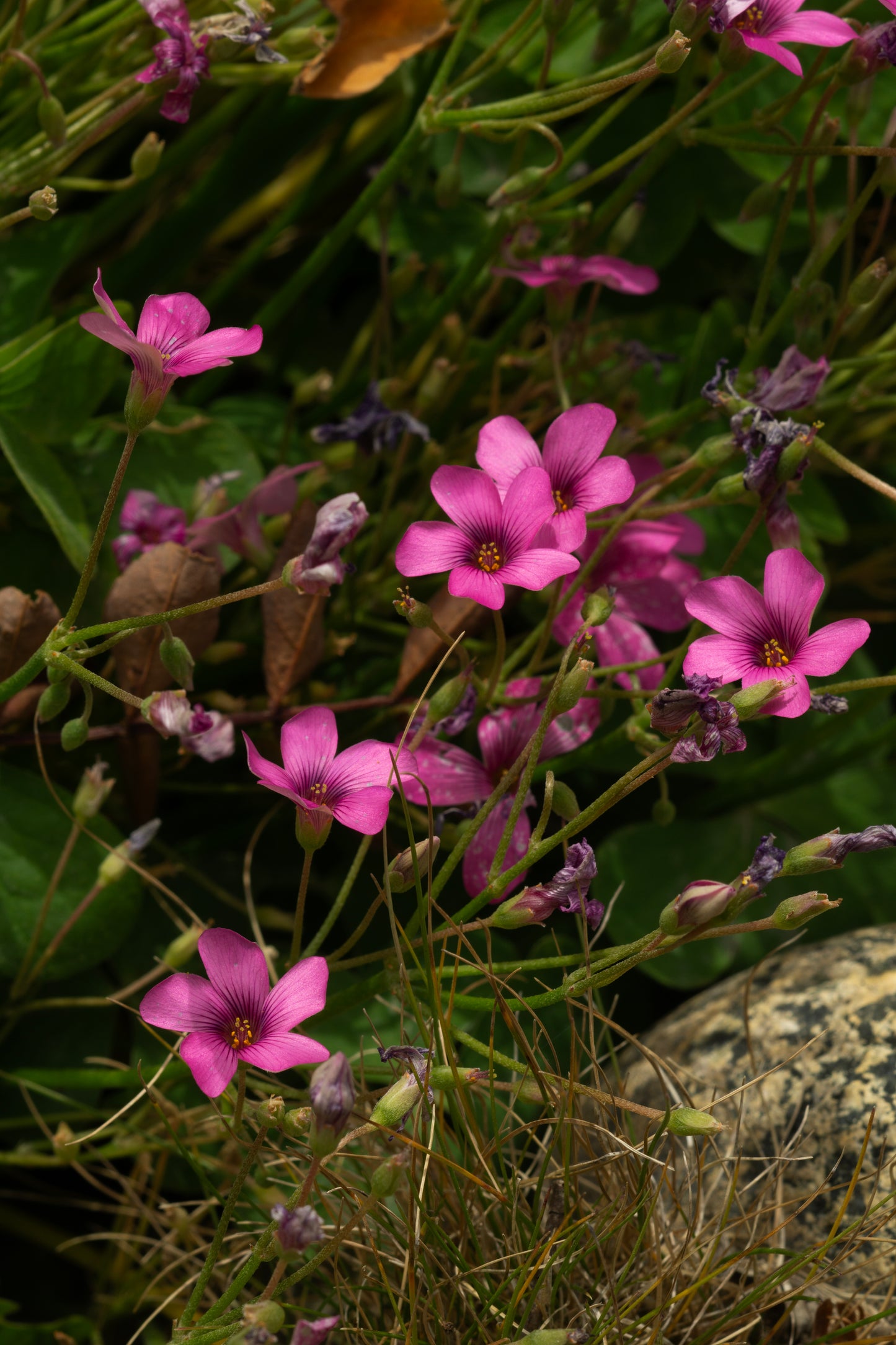 HONGOS Y FLORES