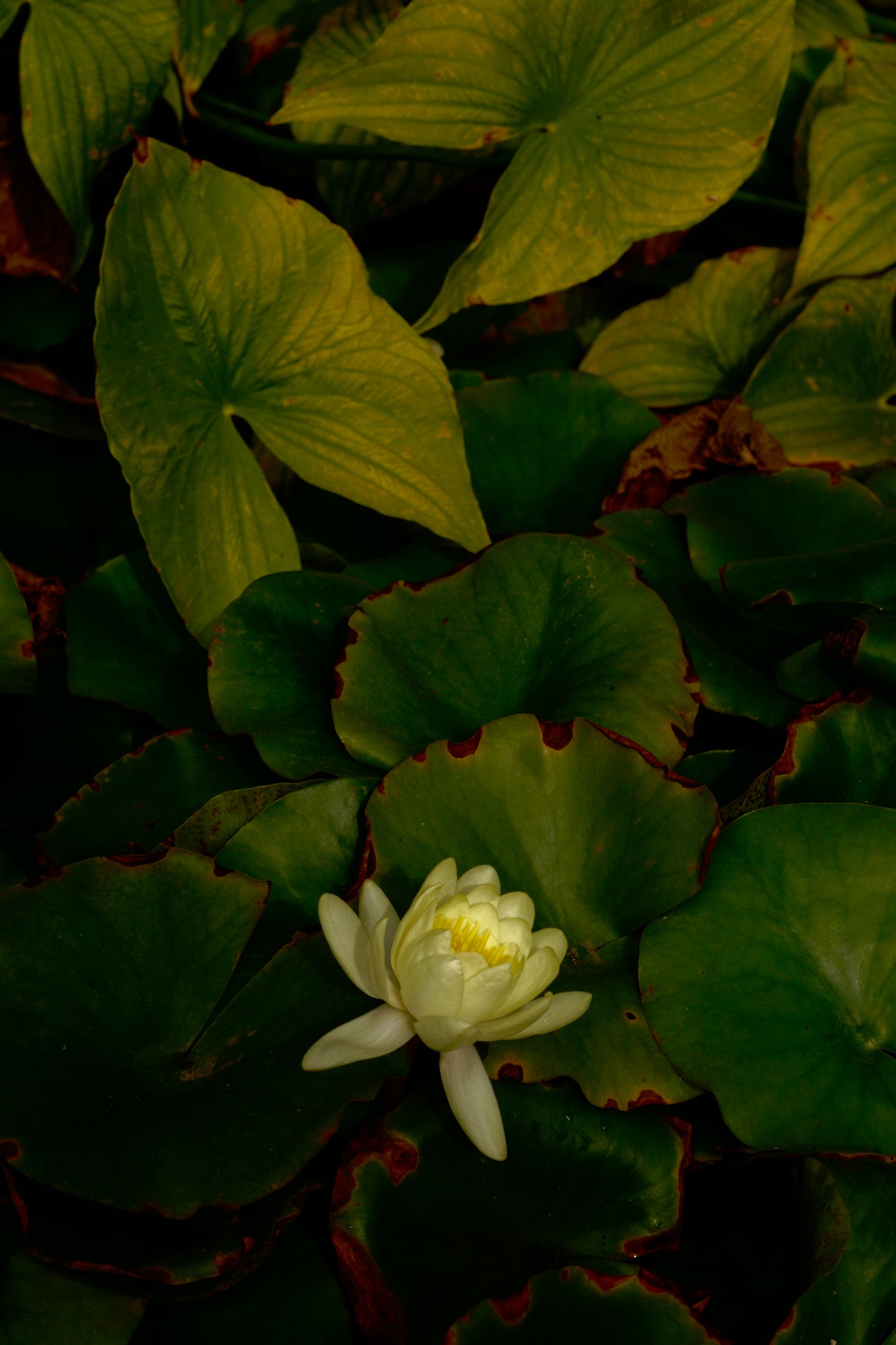 FLORES Y ESTANQUES